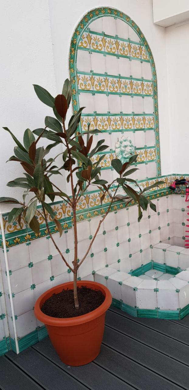 Lux Home - Sierpes Terrace Sevilla Eksteriør bilde